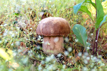 Mushroom Boletus edulis in the forest, closeup.