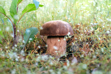 Mushroom Boletus edulis in the forest, closeup.