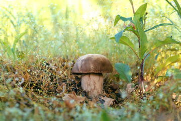 Mushroom Boletus edulis in the forest, closeup.