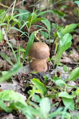 Mushroom Boletus edulis in the forest, closeup.