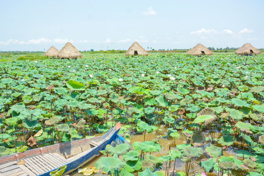 Passeio no campo de flor de l&oacute;tus em Siem Reap, Camboja