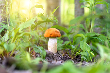 Red mushroom leccinum in the forest, closeup.