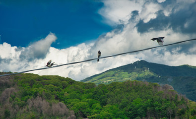 Group of magpies on an electric cable, Italy.