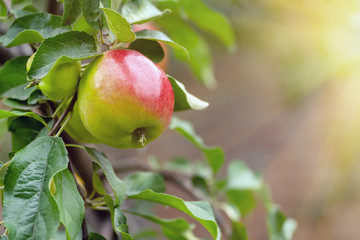 Red tasty apple ripens on the branch