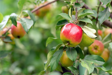 Red tasty apple ripens on the branch