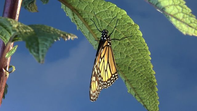 Monarch Butterfly Opens And Closes Wings