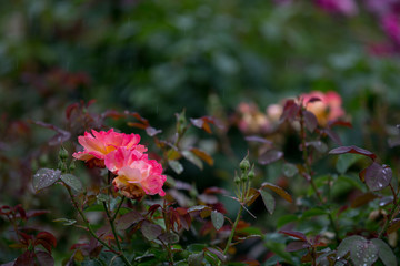Obraz premium バラの花