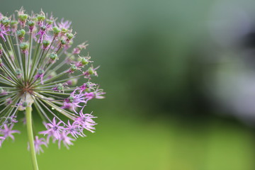  flowers background texture flowers
