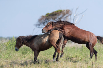 Wild Horses on the Rachel Carson Reserve of the Coast near Beaufort, North Carolina	