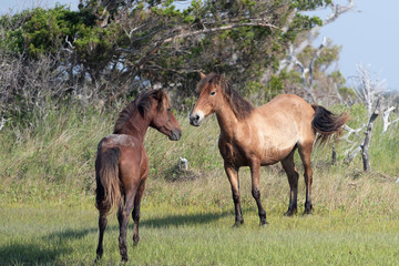 Wild Horses on the Rachel Carson Reserve of the Coast near Beaufort, North Carolina	
