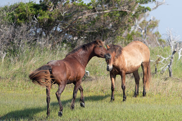 Naklejka na ściany i meble Wild Horses on the Rachel Carson Reserve of the Coast near Beaufort, North Carolina 