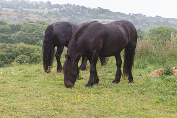 Two black merens horses grazing in a field in Brittany