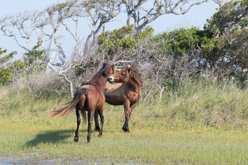 Wild Horses on the Rachel Carson Reserve of the Coast near Beaufort, North Carolina	