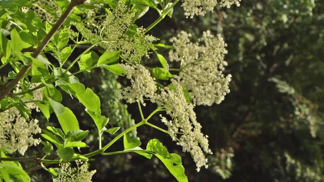 Schwarzer Holunder (Sambucus nigra) - Bl&uuml;tenstand