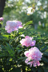 bush pink peonies in the park, photography