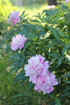 bush pink peonies in the park, photography