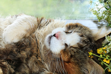 Sleeping happy cat close-up with flowers on a sunny window, a cozy yard cat found its home, animal rescue
