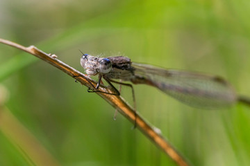 Libellule.