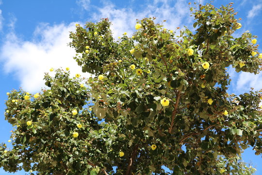 Abelmoschus manihot tree, Queensland Australia