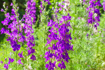Garden with freshly Delphinium flower