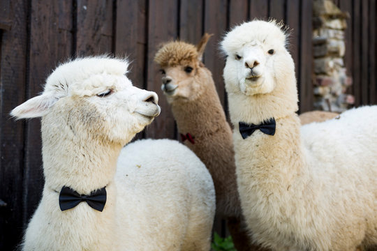 Three tame alpacas wearing bow ties