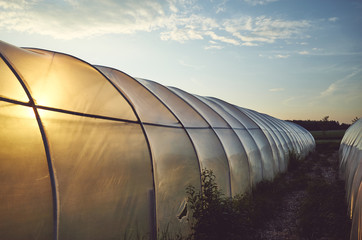 Plastic greenhouse illuminated by the sunset, color toned picture.