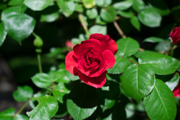 Scarlet red rose on a sunny day inf front of green leaves