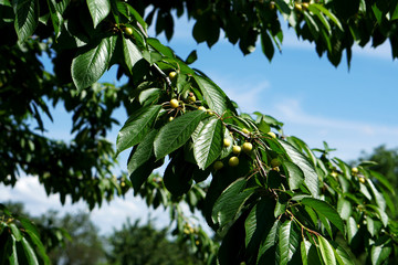 sweet cherry, spicy sweet cherry