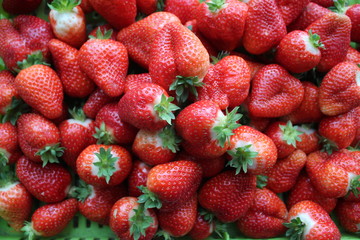  Beautiful cultivated deep red delicious strawberries, macro photography, fruit