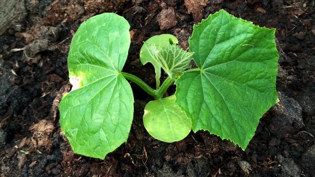 Fresh rich cucumber edible plant in a greenhouse mud soil, close up shot