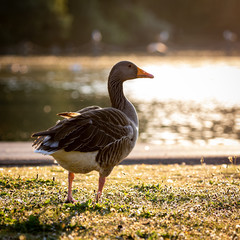 goose
