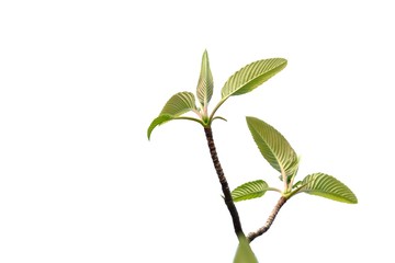 Top view of young elephant apple tree with leaves branches growing in a garden on white isolated background for green foliage backdrop 