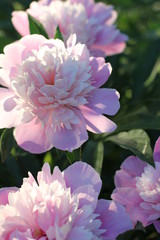 bush pink peonies in the park, photography