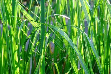 Water grass plant leaves growing in a swamp with warm light and green nature background 