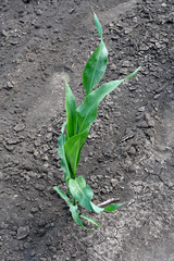 green corn - culture, plant, feed