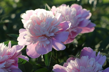 Fototapeta premium bush pink peonies in the park, photography