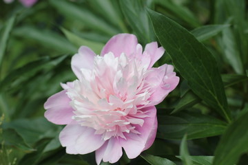bush pink peonies in the park, photography