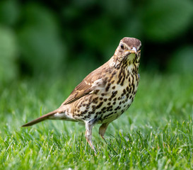 thrush 	