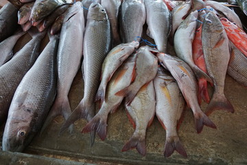 fisch auf dem markt in afrika