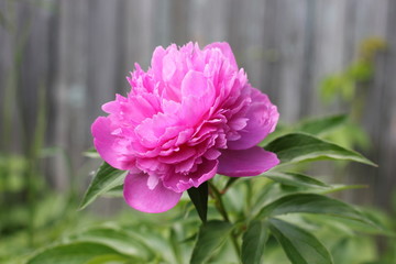 Bush bright pink peonies in a park Photo