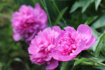 Bush bright pink peonies in a park Photo
