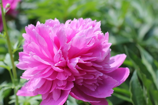 Bush bright pink peonies in a park Photo
