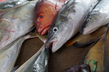 fisch auf dem markt in afrika