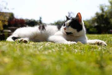Fototapeta premium sunbathing cat