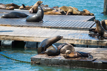 Fototapeta premium Phoques de San Francisco