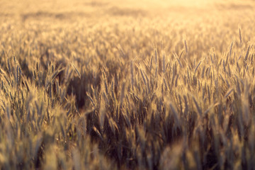 Cereal background. Grains of grain on the background of the setting sun. Background with shallow depth of field.
