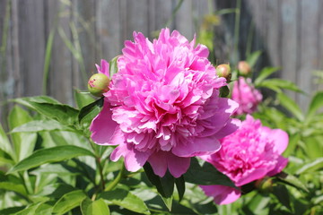 Fototapeta premium bush of bright pink peonies in the park, photography