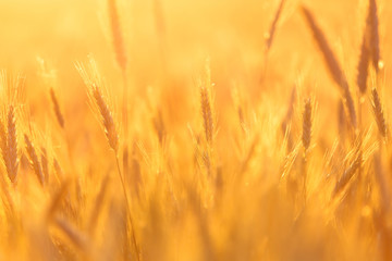 Cereal background. Grains of grain on the background of the setting sun. Background with shallow depth of field.