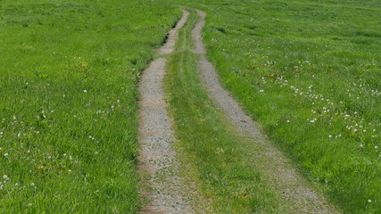 path in field