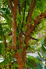 Averrhoa bilimbi (commonly known as bilimbi, cucumber tree, or tree sorrel